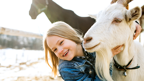 Little girl smiling while cuddling white goat