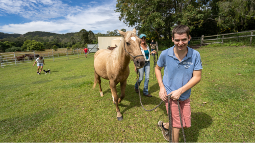 Care Farm Horse